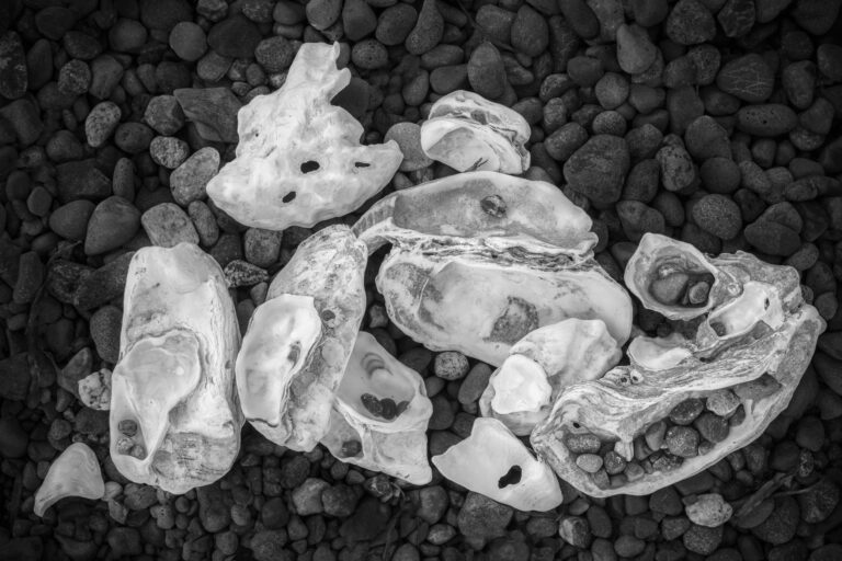 Oyster Abstract, 2022. by Andy Ilachinski, exhibited at Aurea Photo Gallery.