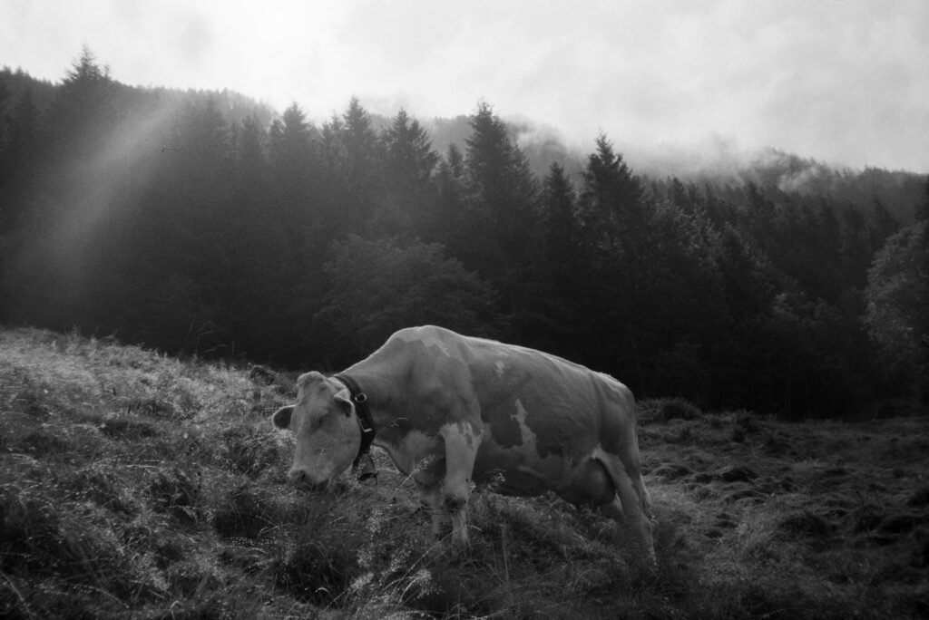 Cow, 2025. by Helen Hines, exhibited at Aurea Photo Gallery.