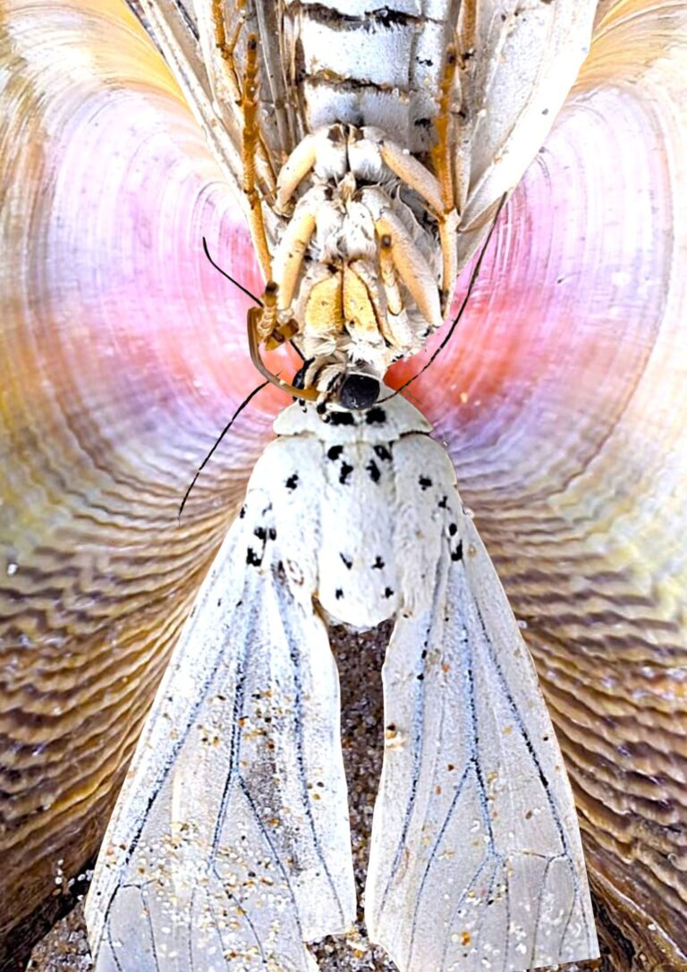 The Pause Between the Waves, 2025. by Claudine Hauke, exhibited at Aurea Photo Gallery.