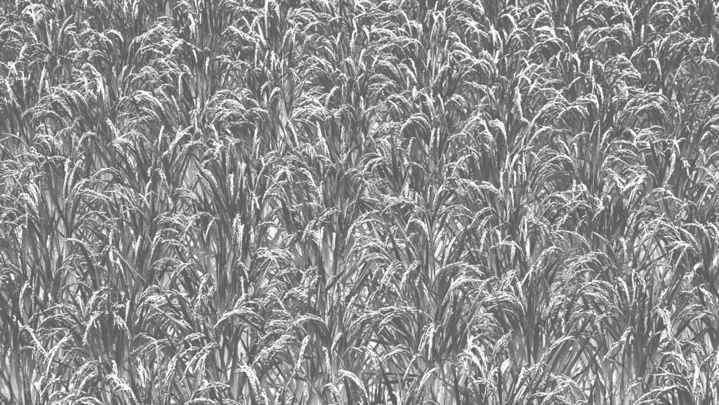 Silent Will of the Rice, 2025. by Ichino, exhibited at Aurea Photo Gallery.