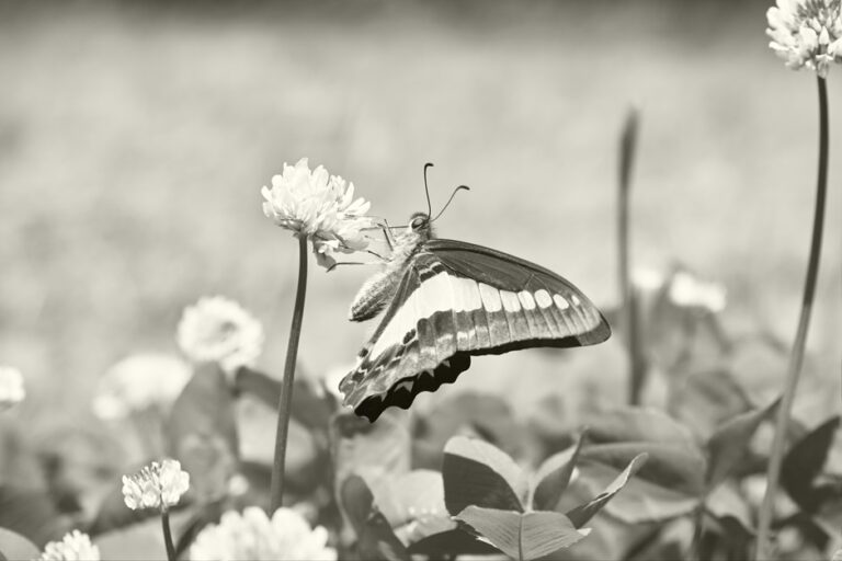 From the Photo Series “Insects, Grass and Flowers”, 2025. by Minoru Kurokawa, exhibited at Aurea Photo Gallery.