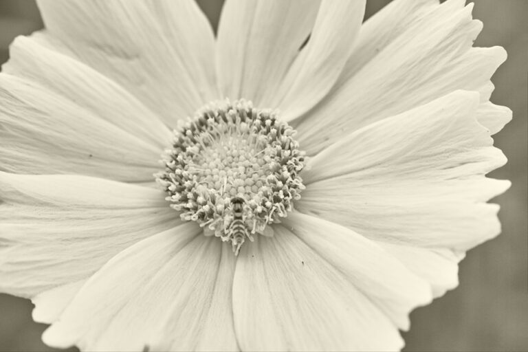 From the Photo Series “Insects, Grass and Flowers”, 2025. by Minoru Kurokawa, exhibited at Aurea Photo Gallery.