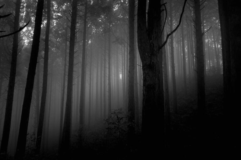 Blackened Forest Series: Corridor of Darkness, 2025, Digital photograph by Ryuji, exhibited at Aurea Photo Gallery.