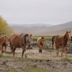 La marche des chevaux, 2025. by Elena Carrozzo, exhibited at Aurea Photo Gallery.