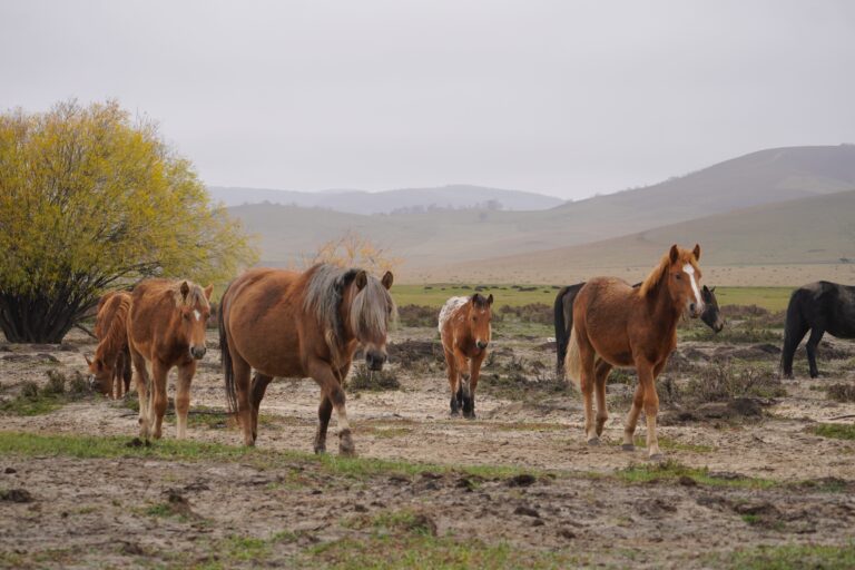 La marche des chevaux, 2025. by Elena Carrozzo, exhibited at Aurea Photo Gallery.