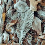 Frozen Poem, 2017. by Trisha Lahiri, exhibited at Aurea Photo Gallery.