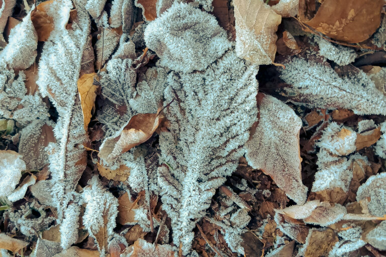 Frozen Poem, 2017. by Trisha Lahiri, exhibited at Aurea Photo Gallery.