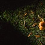 After the Fall, 2025. by Aris, exhibited at Aurea Photo Gallery.