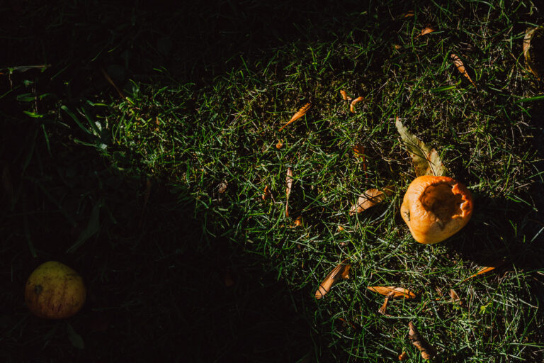 After the Fall, 2025. by Aris, exhibited at Aurea Photo Gallery.