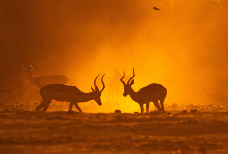 Springboks in the Sunset Dust. by William Buchheit, exhibited at Aurea Photo Gallery.