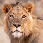 The King’s Portrait. by William Buchheit, exhibited at Aurea Photo Gallery.