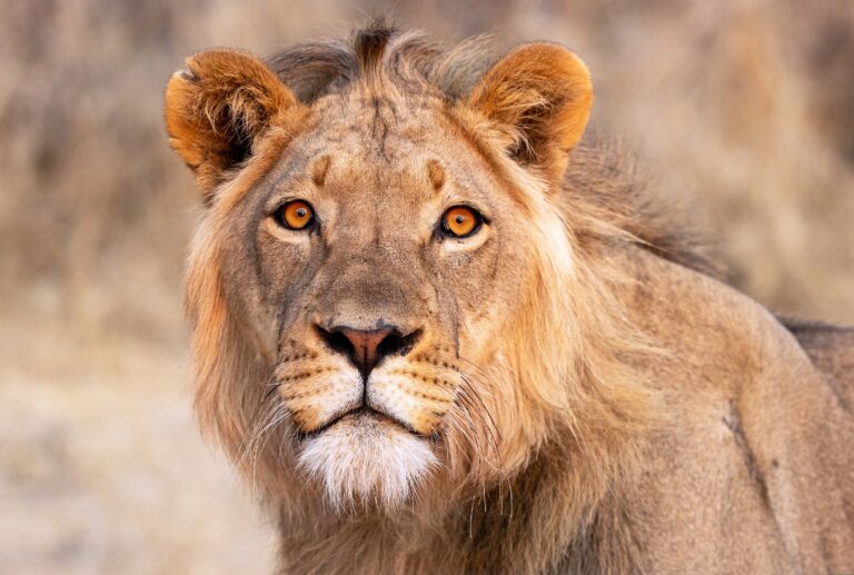 The King’s Portrait. by William Buchheit, exhibited at Aurea Photo Gallery.