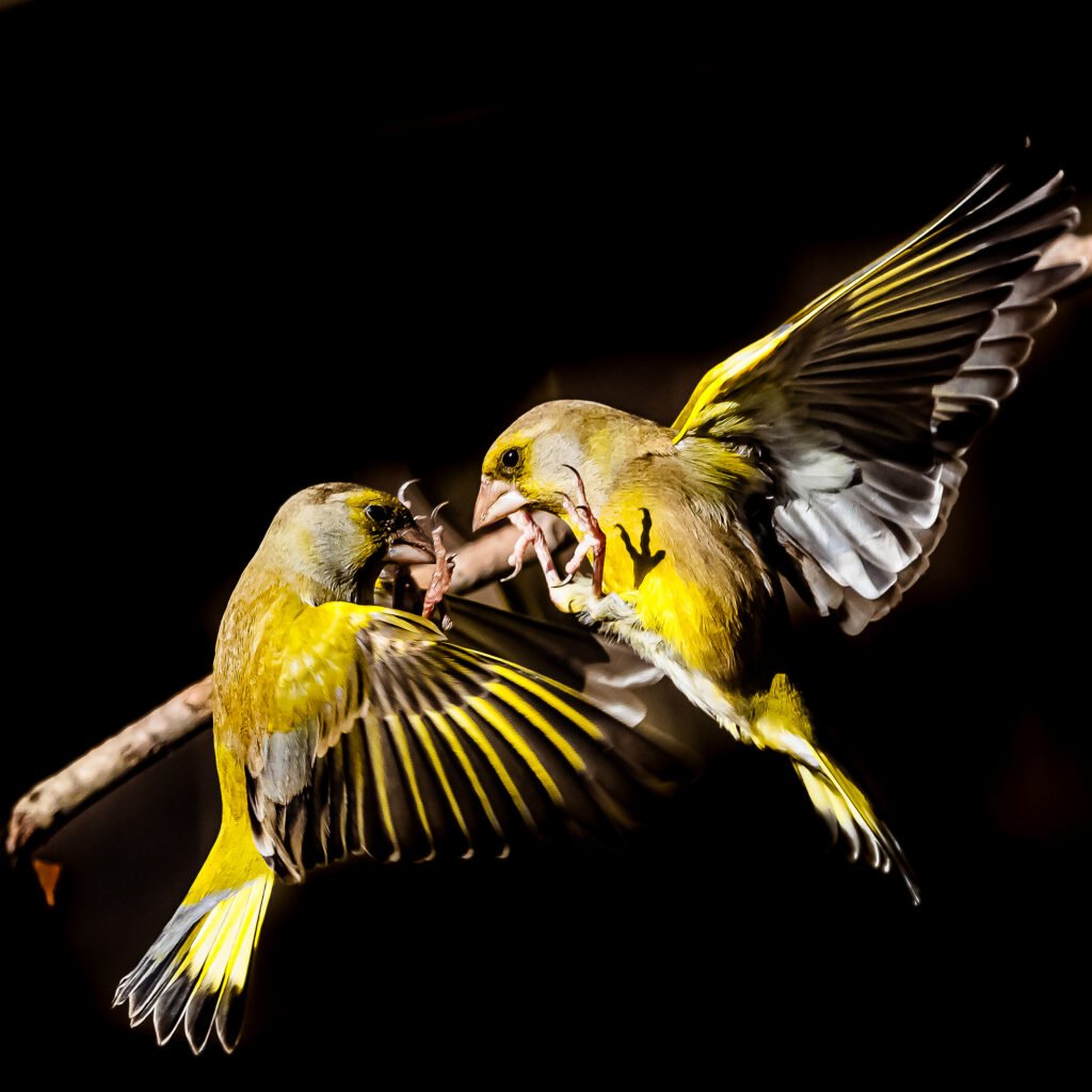 Greenfinch fight, 2022. by Stefano Marsili-Libelli, exhibited at Aurea Photo Gallery.