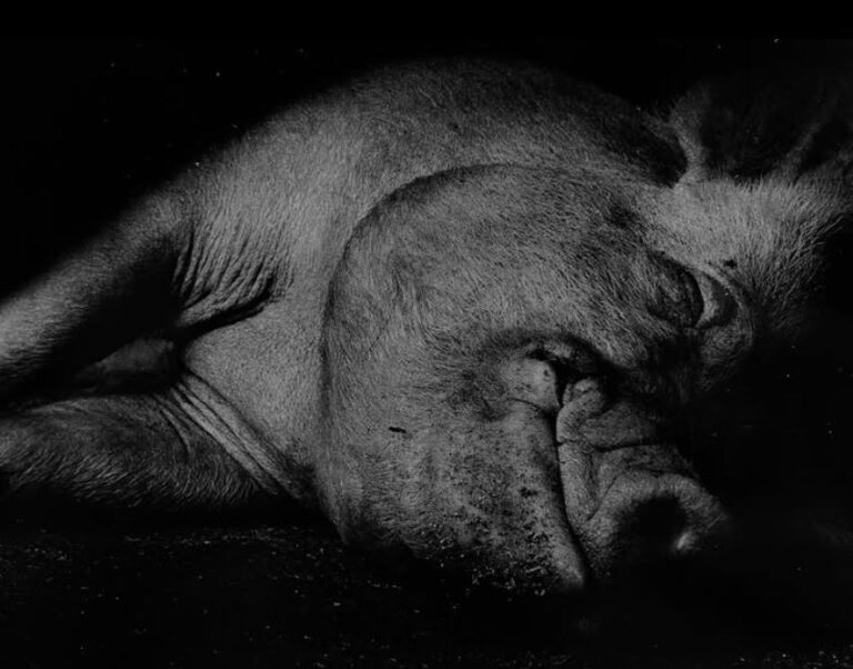 A Body Becoming Memory, 2006. by Takeshi Yamamoto, exhibited at Aurea Photo Gallery.