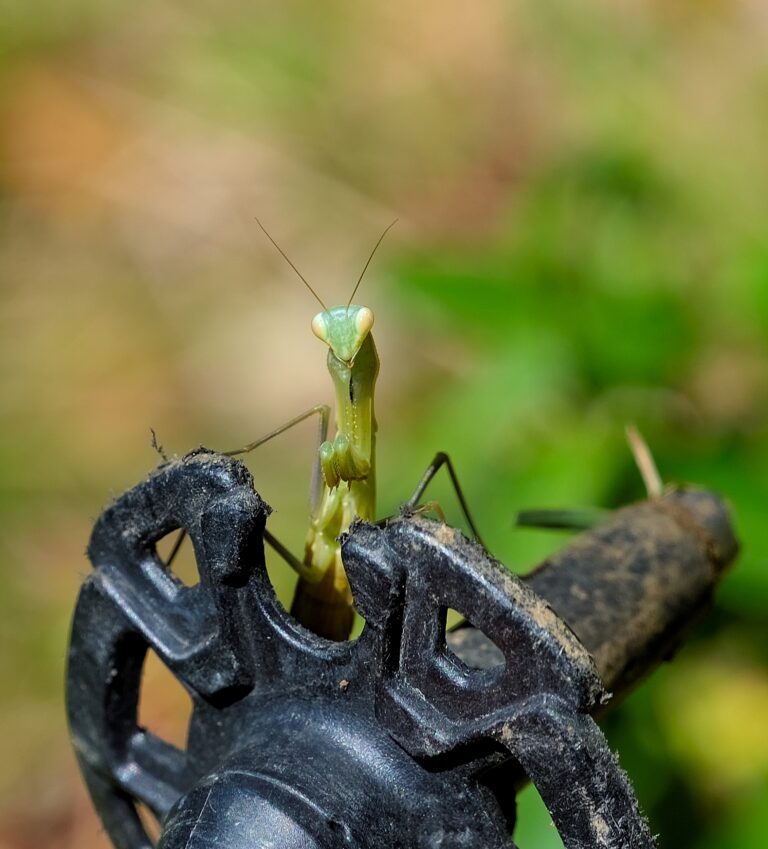 Mantis, 2025. by Danilo Maggi, exhibited at Aurea Photo Gallery.
