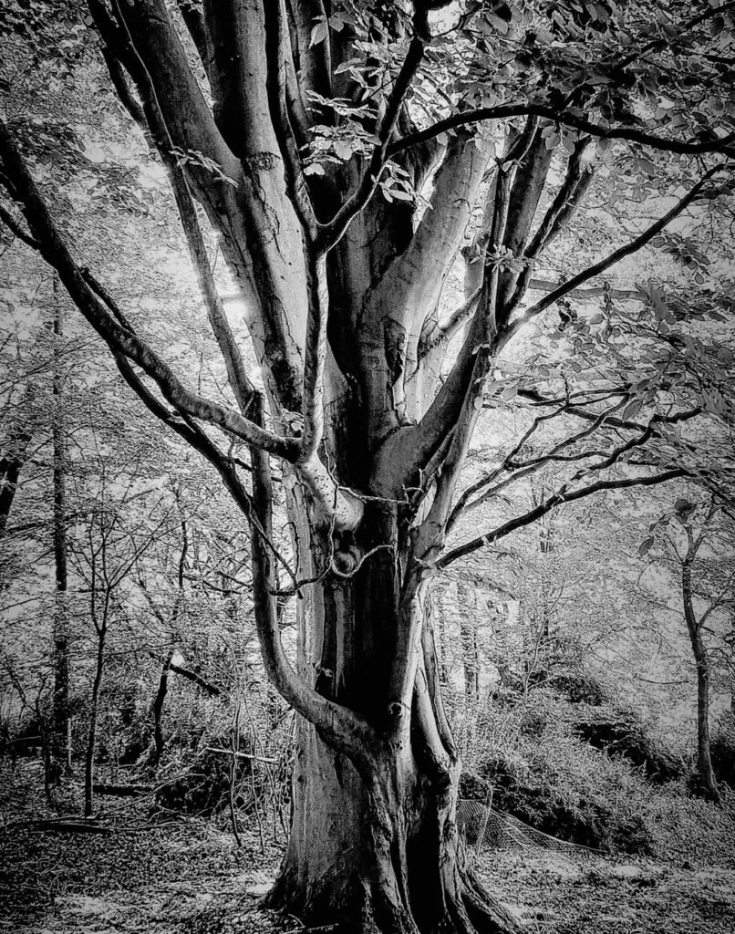Tree Brilliance, 2021. by ji, exhibited at Aurea Photo Gallery.