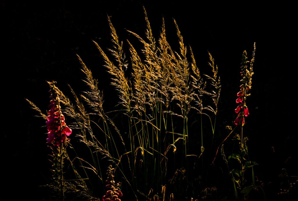Nature Lights, 2022. by Carlos Costa, exhibited at Aurea Photo Gallery.
