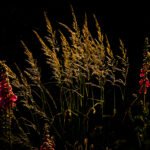 Nature Lights, 2022. by Carlos Costa, exhibited at Aurea Photo Gallery.
