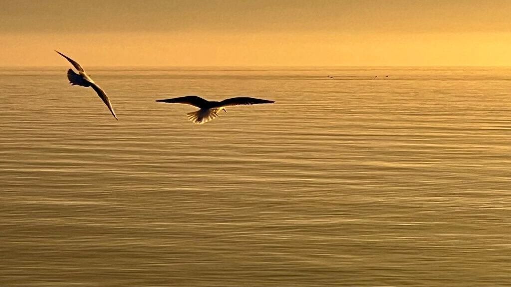 Soaring, 2023. by Brigitte B Burckhardt, exhibited at Aurea Photo Gallery.