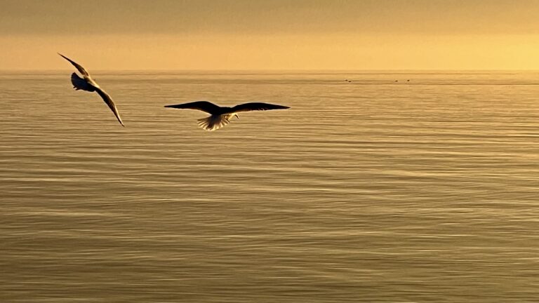 Soaring, 2023. by Brigitte B Burckhardt, exhibited at Aurea Photo Gallery.