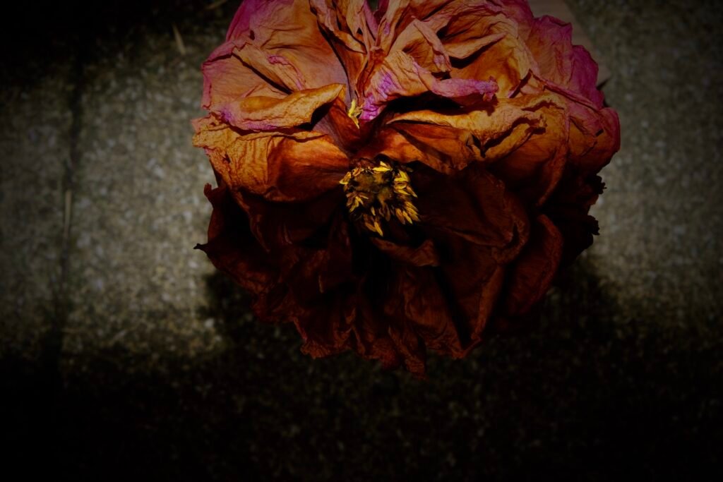 Lament 3, 2023. by Melinda Thompson, exhibited at Aurea Photo Gallery.