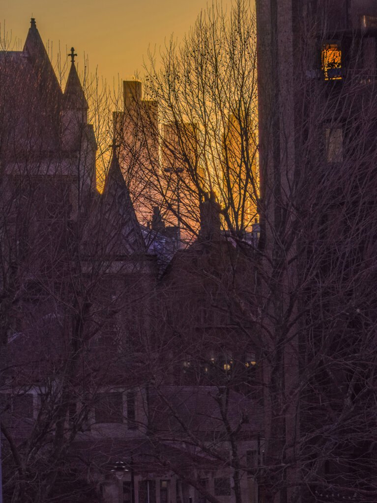 Through the Trees, Into the Light, 2026. by Rob Wilkinson, exhibited at Aurea Photo Gallery.