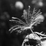 Seed of Life, 2023. by Adele, exhibited at Aurea Photo Gallery.
