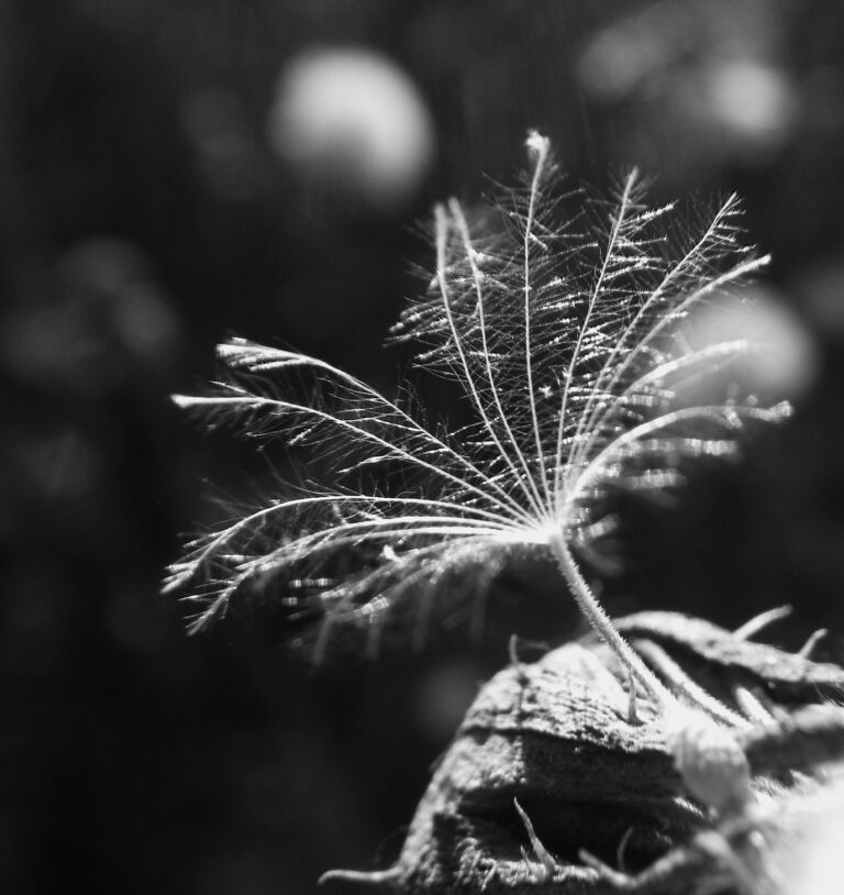 Seed of Life, 2023. by Adele, exhibited at Aurea Photo Gallery.