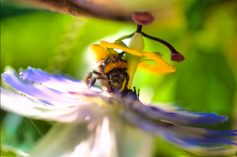 Bombo, 2025. by Danilo Maggi, exhibited at Aurea Photo Gallery.