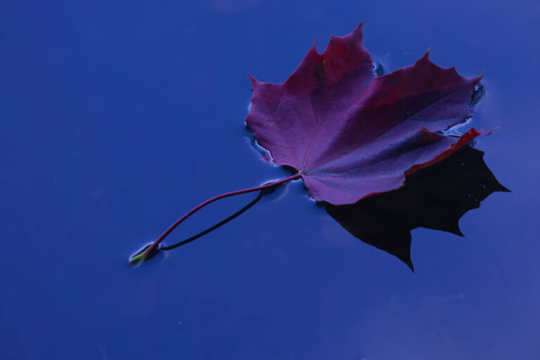 Maple leaf on water, 2024. by Vivek Vaishnavi, exhibited at Aurea Photo Gallery.
