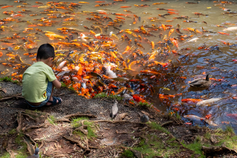 Boy & Kkoi, 1016. by Daniel Schwarzbaum, exhibited at Aurea Photo Gallery.