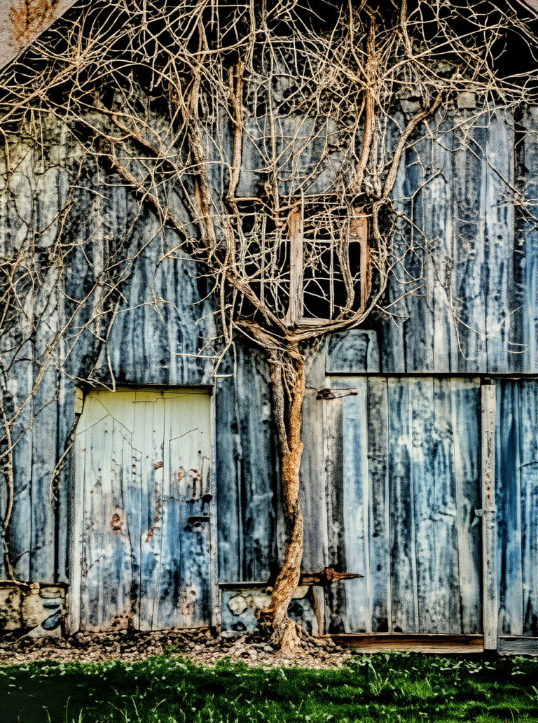 Barns and Vines, 2023. by Michael Watz, exhibited at Aurea Photo Gallery.