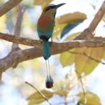 Motmot, 2026. by Mattie Egerter, exhibited at Aurea Photo Gallery.