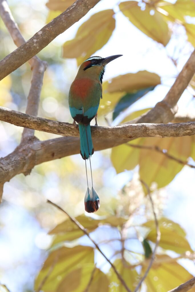 Motmot, 2026. by Mattie Egerter, exhibited at Aurea Photo Gallery.