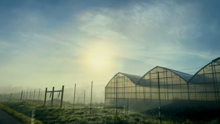 Morning, Roblar Road, 2026. by Brad Rhodes, exhibited at Aurea Photo Gallery.