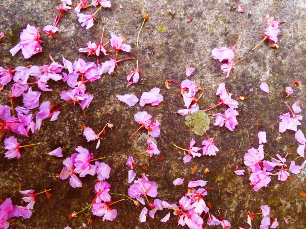 Pink Breeze, 2026. by Sara Livrieri, exhibited at Aurea Photo Gallery.