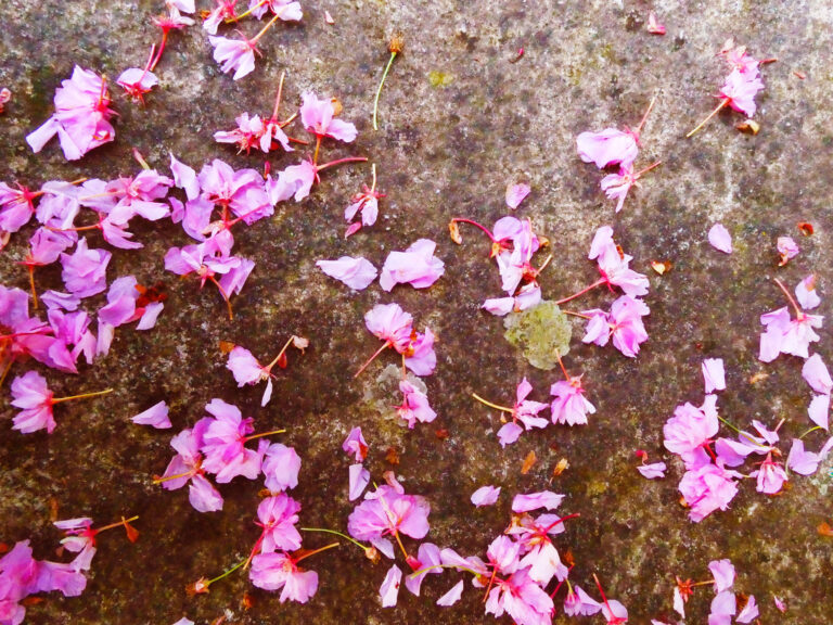 Pink Breeze, 2026. by Sara Livrieri, exhibited at Aurea Photo Gallery.