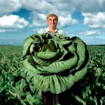 George of Cornwall UK , giant vegetable competition grower. by Paul Campbell, exhibited at Aurea Photo Gallery.