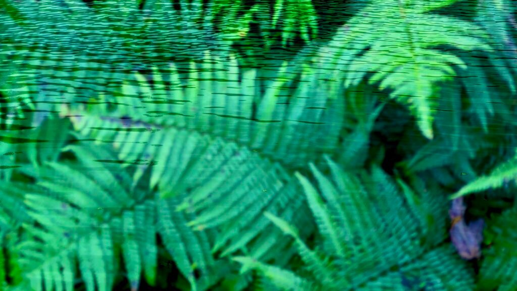 Ferns Dreaming, 2025. by Brigitte B Burckhardt, exhibited at Aurea Photo Gallery.
