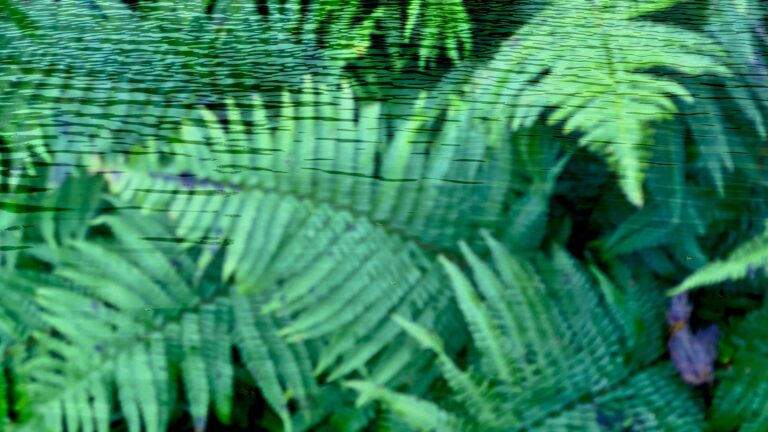 Ferns Dreaming, 2025. by Brigitte B Burckhardt, exhibited at Aurea Photo Gallery.