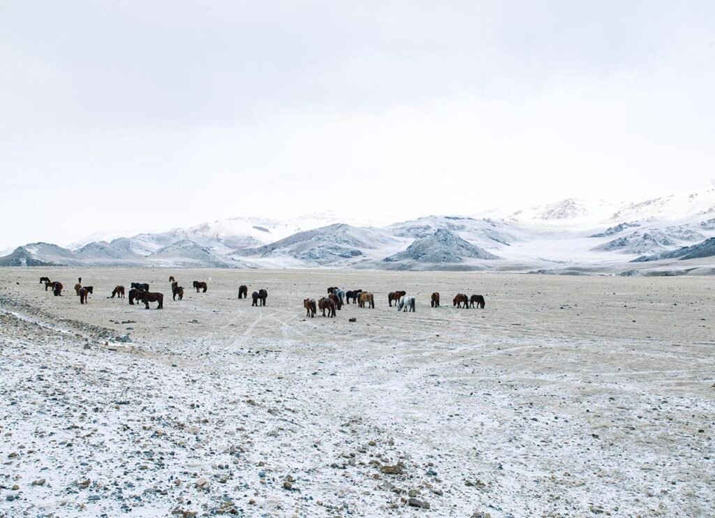 Wild Horse, Mongolia. by Dan Bernard, exhibited at Aurea Photo Gallery.