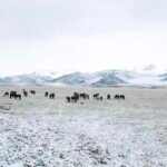 Wild Horse, Mongolia. by Dan Bernard, exhibited at Aurea Photo Gallery.