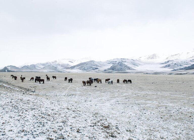 Wild Horse, Mongolia. by Dan Bernard, exhibited at Aurea Photo Gallery.