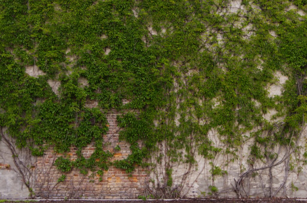Bricks and Vine. by Vivek Vaishnavi, exhibited at Aurea Photo Gallery.
