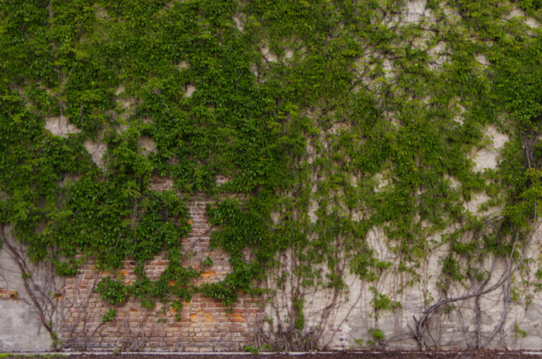 Bricks and Vine. by Vivek Vaishnavi, exhibited at Aurea Photo Gallery.