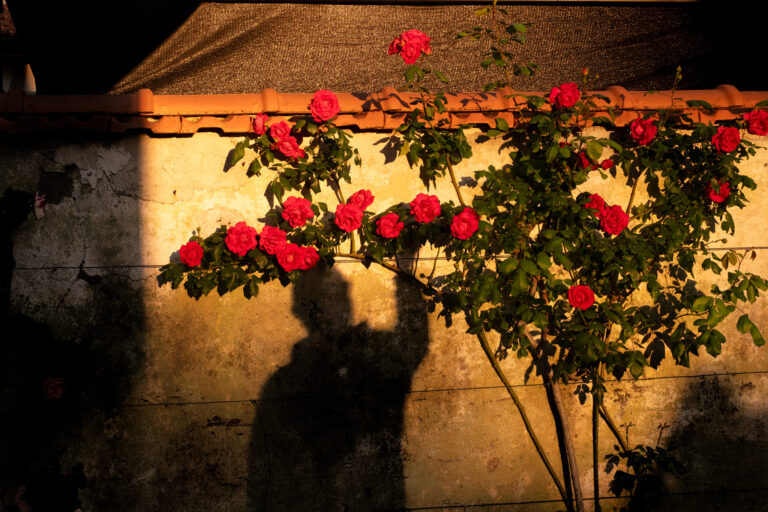 Il roseto, 2026. by Alberto Franceschi, exhibited at Aurea Photo Gallery.