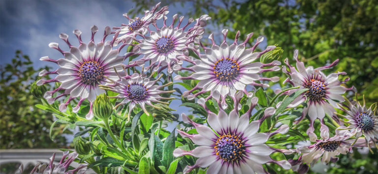Flowers in the sun, 2026. by Richard Murrin, exhibited at Aurea Photo Gallery.
