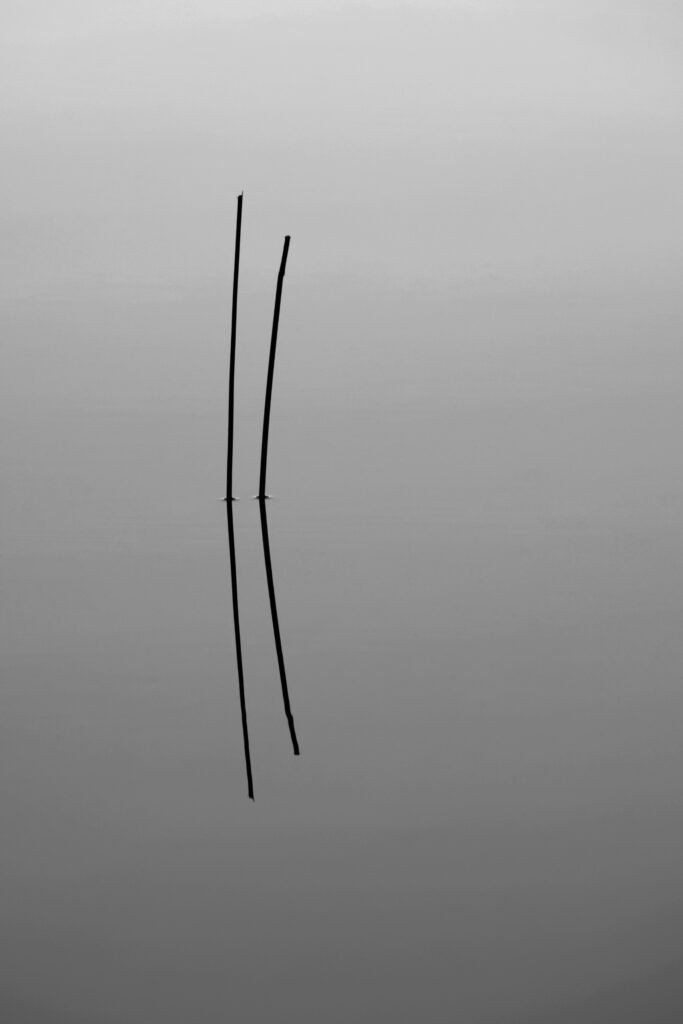Blades of Grass. by Vivek Vaishnavi, exhibited at Aurea Photo Gallery.