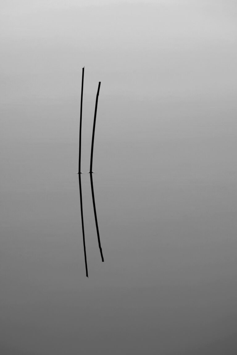 Blades of Grass, Digital by Vivek Vaishnavi, exhibited at Aurea Photo Gallery.