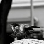 Wings on fire, 2026. by Dheep Surendran, exhibited at Aurea Photo Gallery.